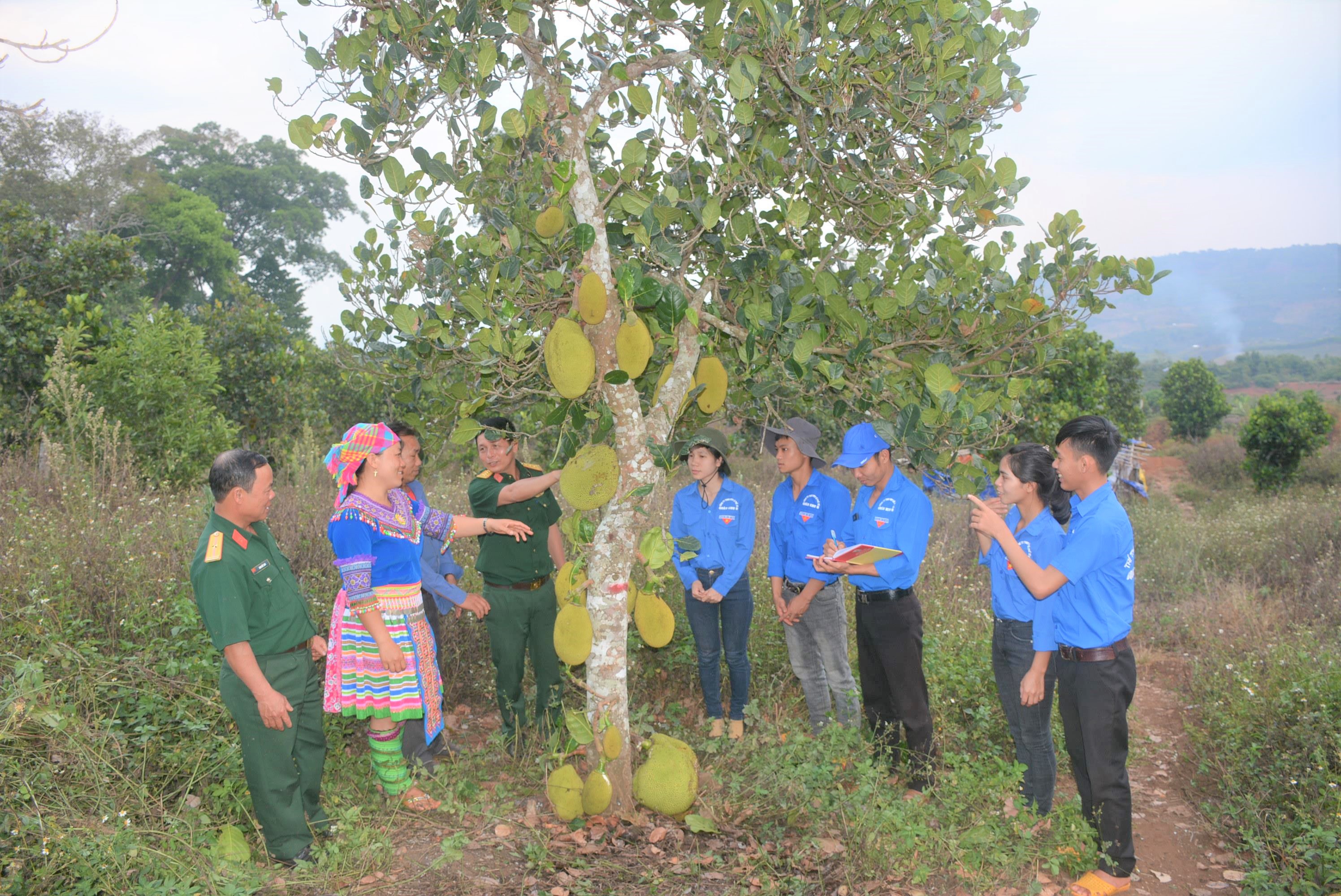 Quảng Sơn no ấm có công bộ đội